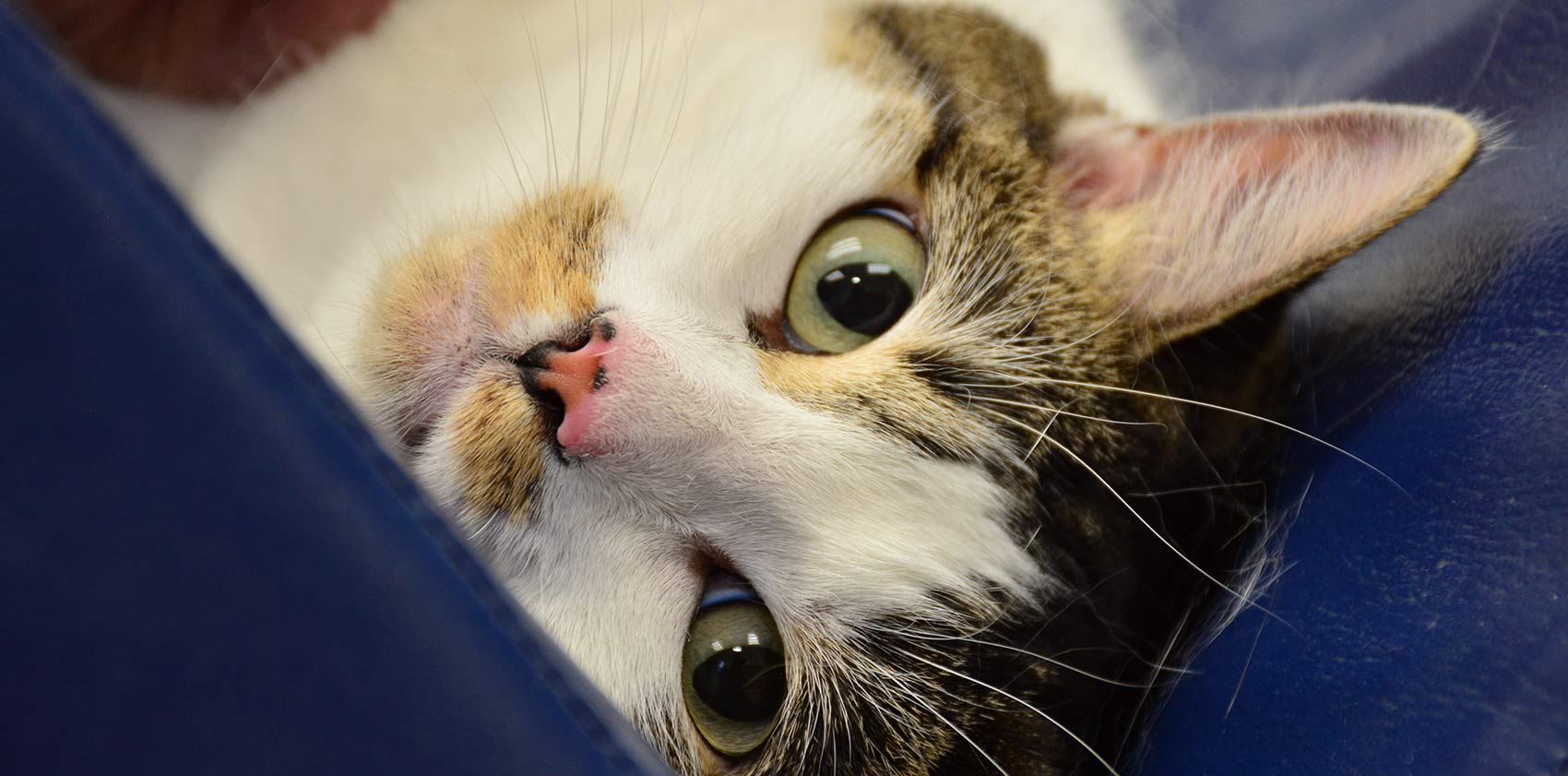 Kingsbrook Animal Hospital Vet in Frederick, MD, Adamstown