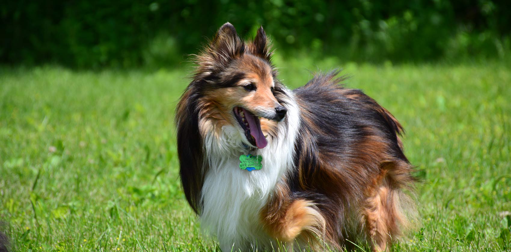 Kingsbrook Animal Hospital Vet in Frederick, MD, Adamstown