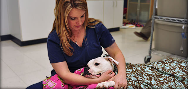 Veterinary Hospice Hospice Care for Dogs and Cats At Home