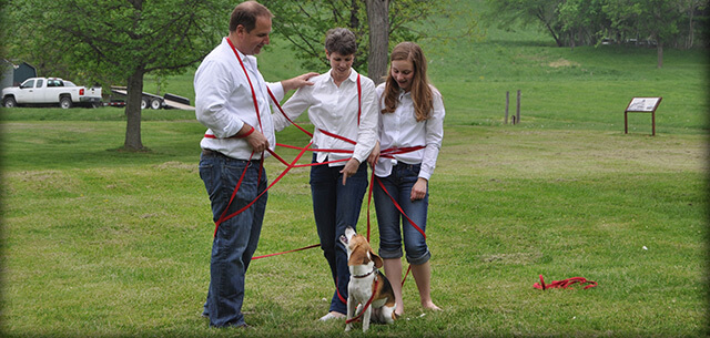 pet behavior and training at kingsbrook animal hospital