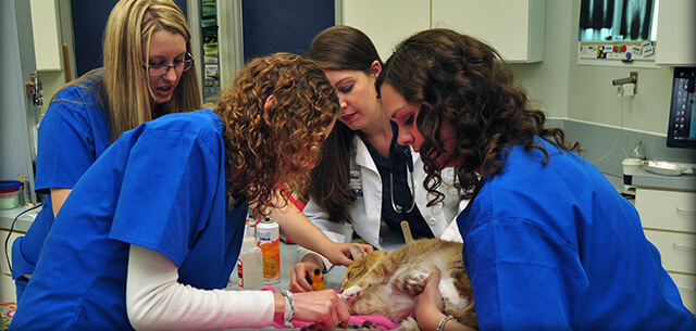 veterinary urgency care in frederick maryland