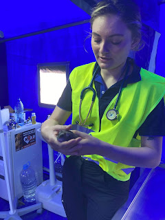 Kingsbrook Animal Hospital stands with Ukraine