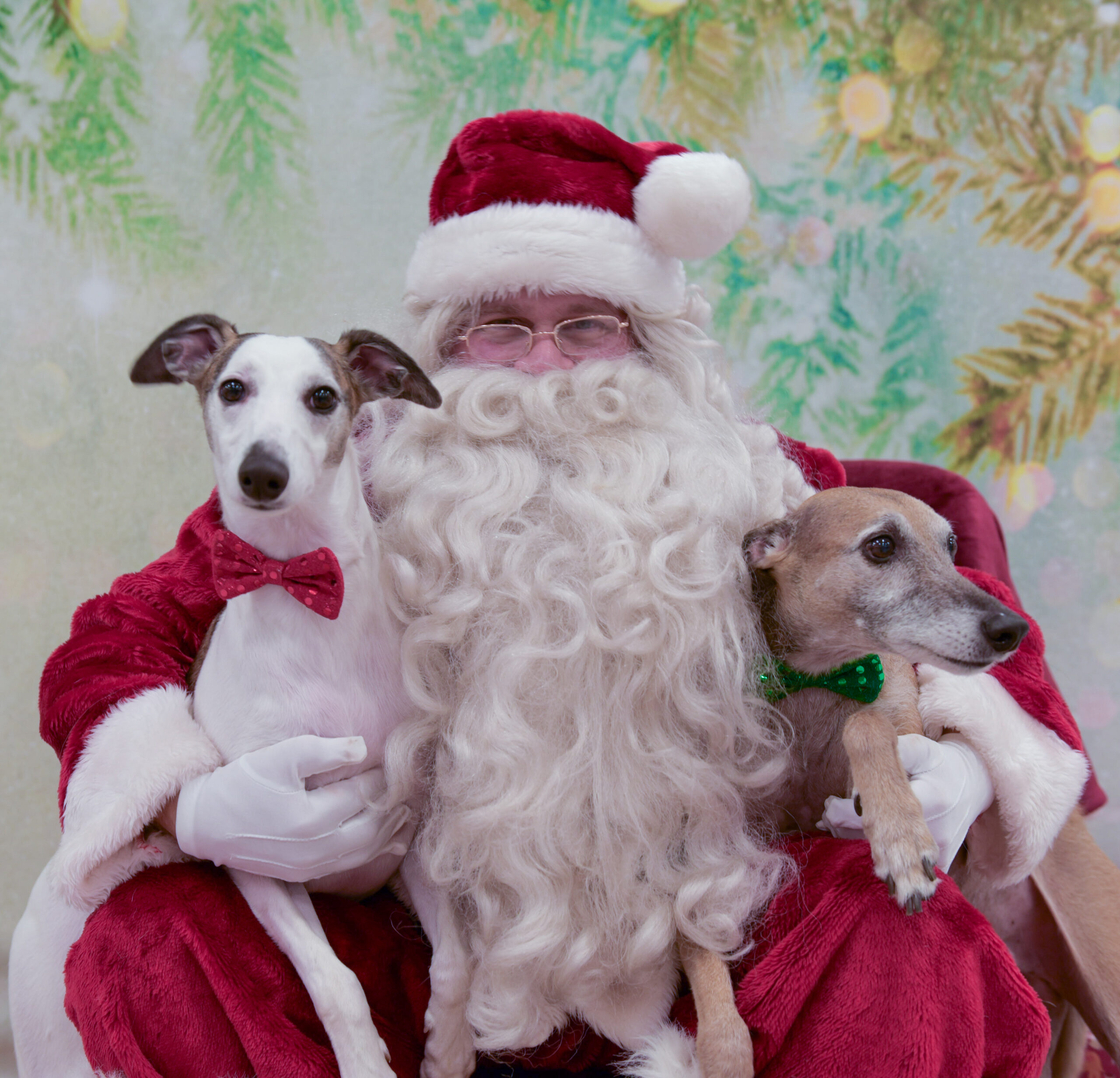 Santa Paws Kingsbrook Animal Hospital Frederick, MD Vet